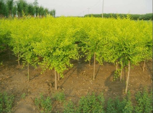 夏季種植苗木成活率提升全攻略 園林經(jīng)營(yíng)者的實(shí)用指南