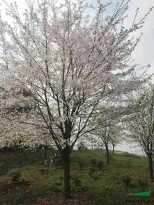 溪口苗人王建坤的苗木經(jīng)營(yíng)三寶 同行點(diǎn)贊，助樹木種植經(jīng)營(yíng)騰飛
