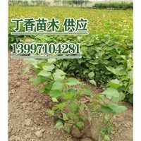 白蠟苗木優(yōu)選指南 陜西、寧夏高品質(zhì)白蠟批發(fā)與種植策略