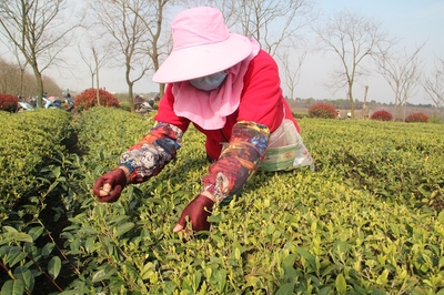 皖墾茶業(yè)集團(tuán) 打造“茶酒林”三業(yè)并舉模式，復(fù)工復(fù)產(chǎn)忙不停，生態(tài)經(jīng)濟(jì)兩不誤