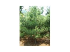 山東白皮松提倡的一種科學(xué)的樹木栽植方法_中國(guó)易發(fā)網(wǎng)